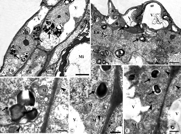 Fig. 5.