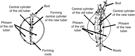 Fig. 13.