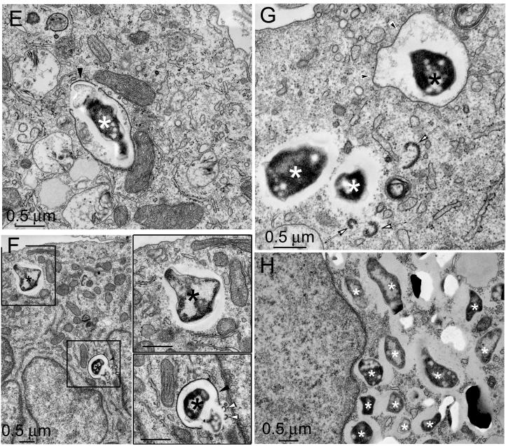 FIG. 8.