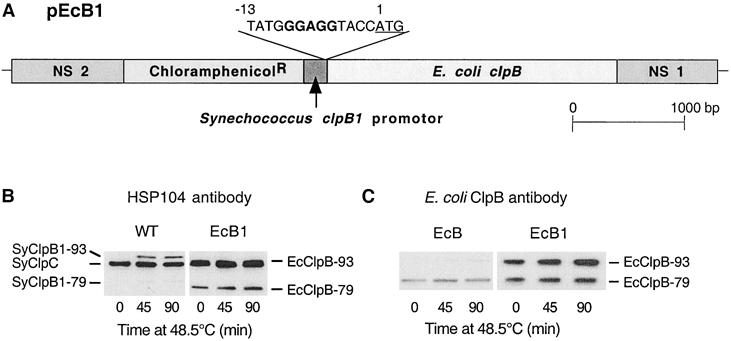 Fig 4.