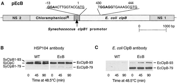 Fig 1.