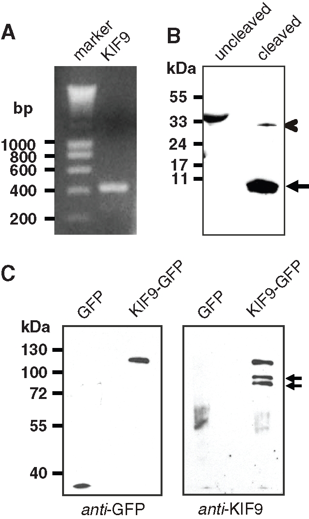 FIGURE 4: