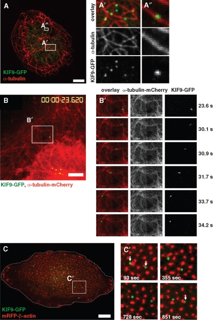 FIGURE 3: