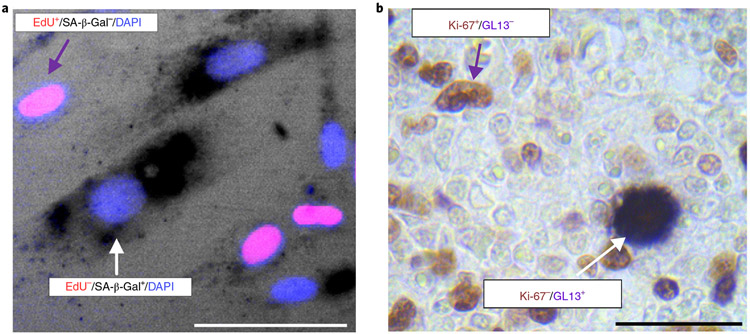 Fig. 3 ∣