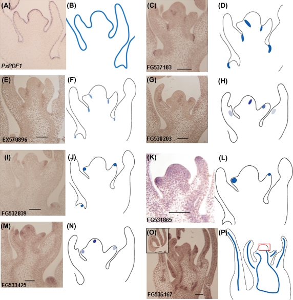 Fig. 9.