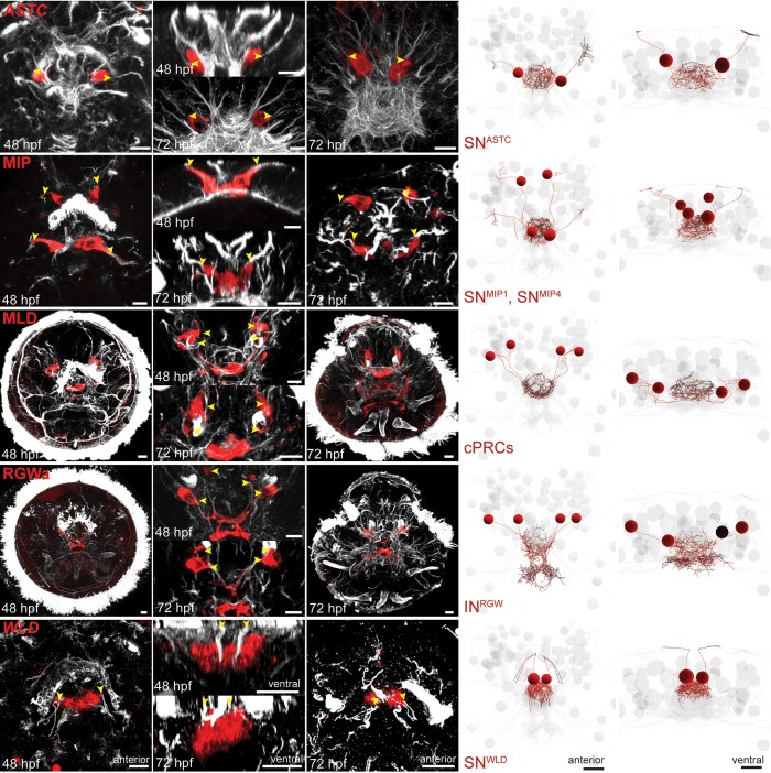 Figure 1—figure supplement 4.