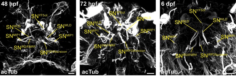 Figure 3—figure supplement 5.