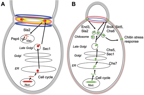 FIG. 2.