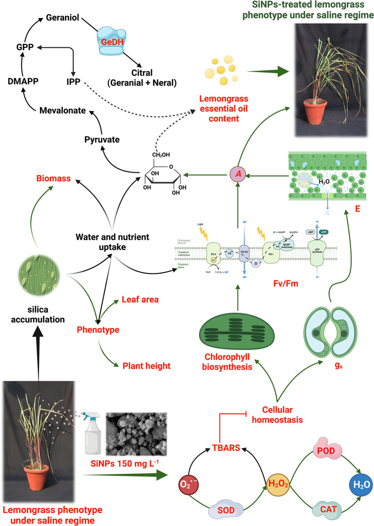 Figure 12