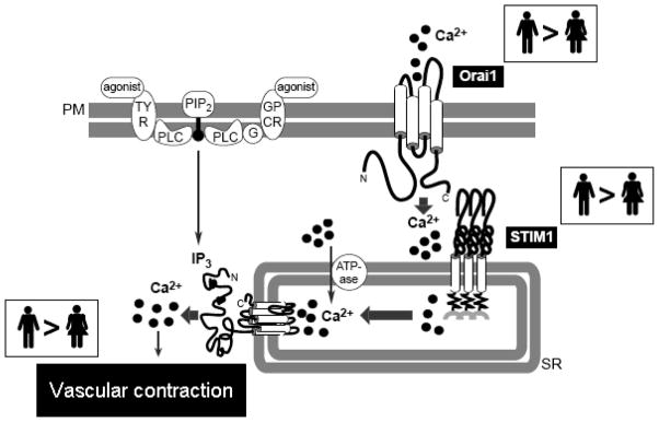 Fig. 3