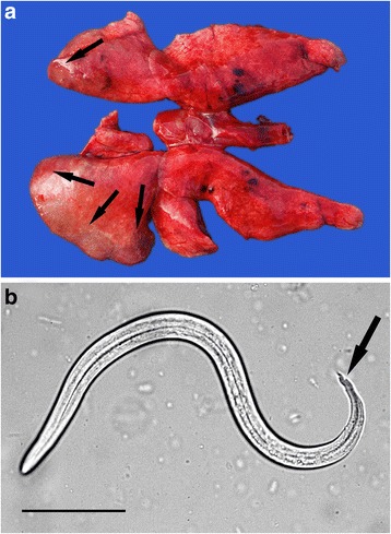 Fig. 5