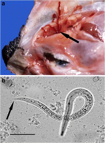 Fig. 1