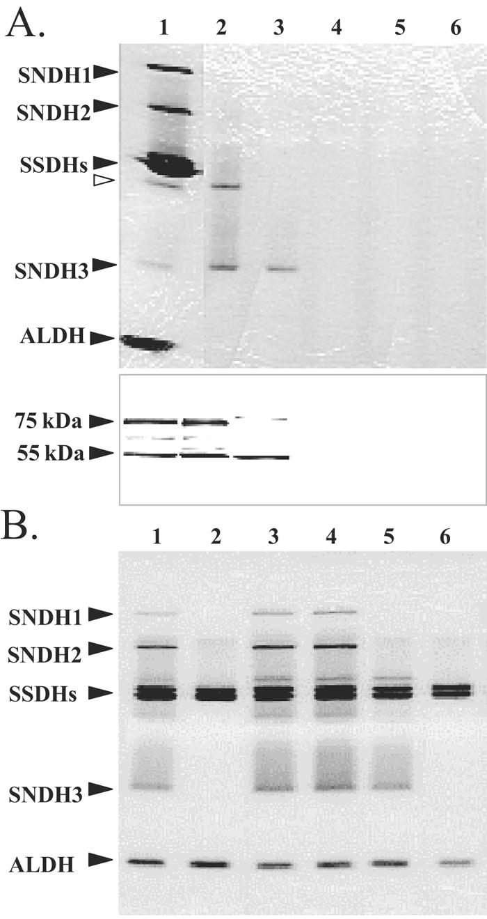 FIG. 5.