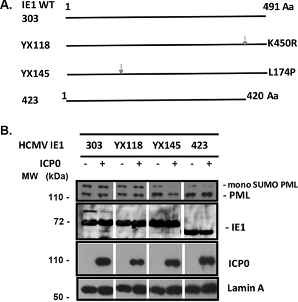 FIG 5