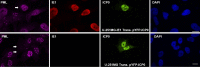 FIG 2