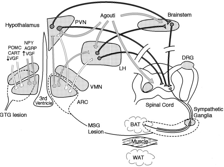 Fig. 7.