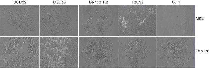 Fig. 3.