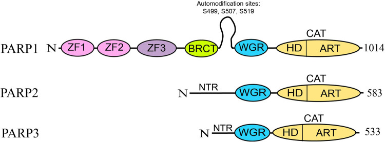 Figure 1.