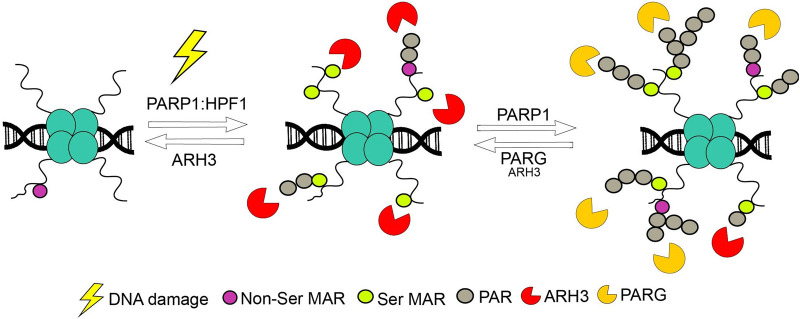 Figure 2.