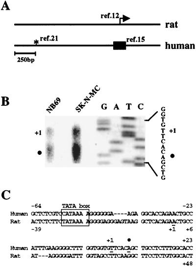 FIG. 1