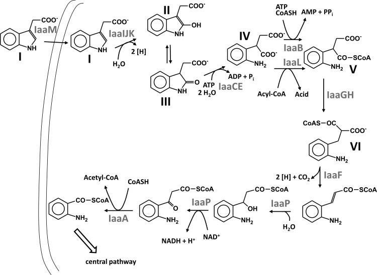 Fig 5