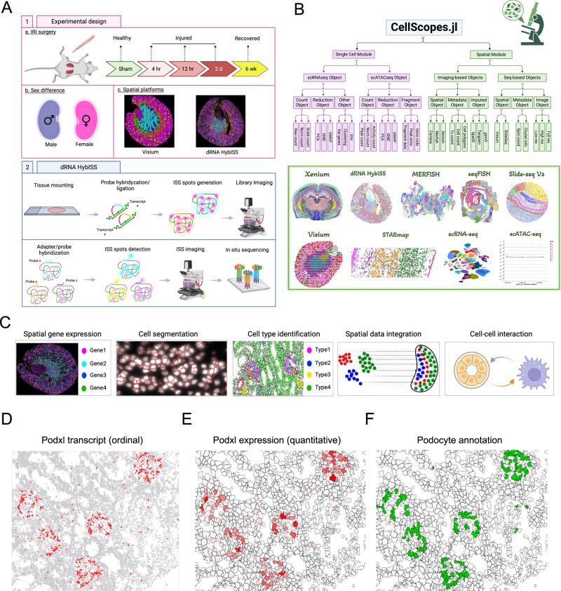 High Resolution Spatial Profiling Of Kidney Injury And Repair Using RNA ...