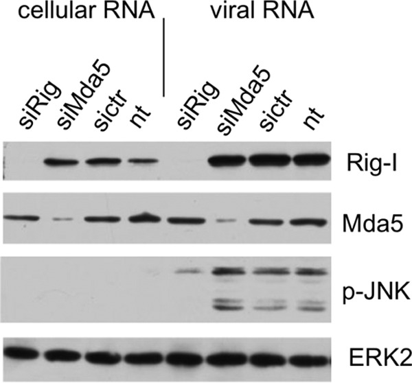 FIG 2