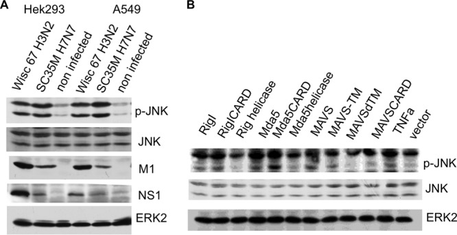 FIG 1