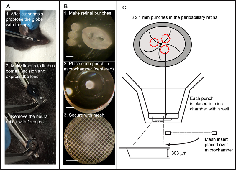 Figure 1: