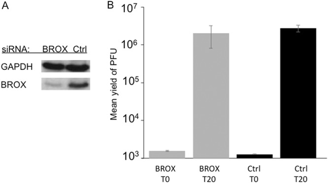 FIG 6