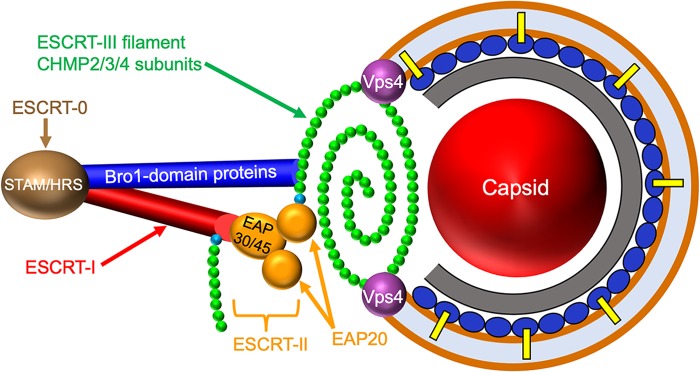 FIG 1