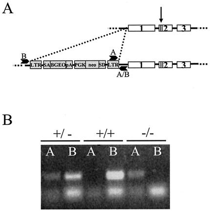 FIG. 1.