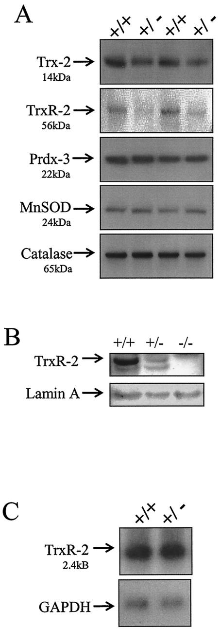 FIG. 5.