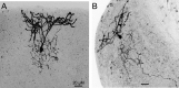 Figure 1—figure supplement 2.