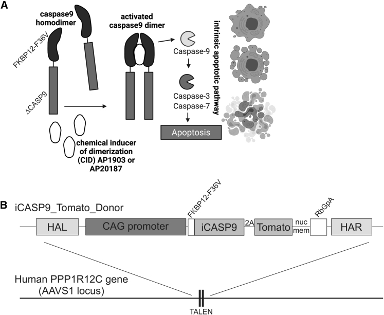 Figure 1