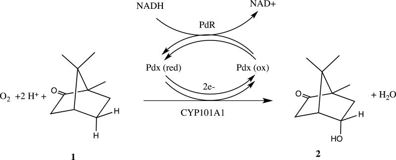 Scheme I