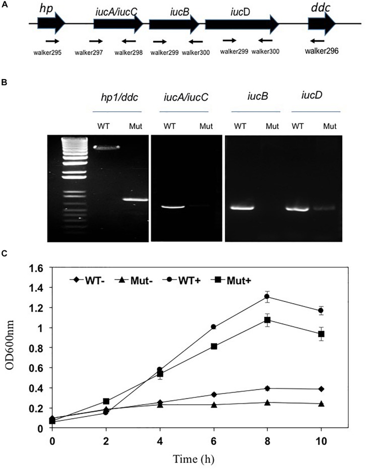 FIGURE 6