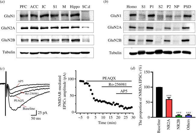 GluN2B receptor-mediated synaptic transmission in the ACC of tree shrew.