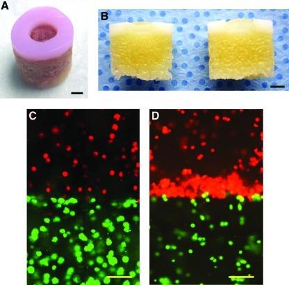 FIG. 2.