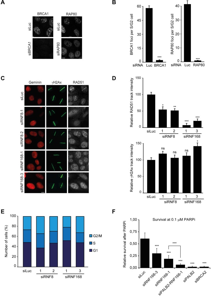 Figure 2—figure supplement 1.