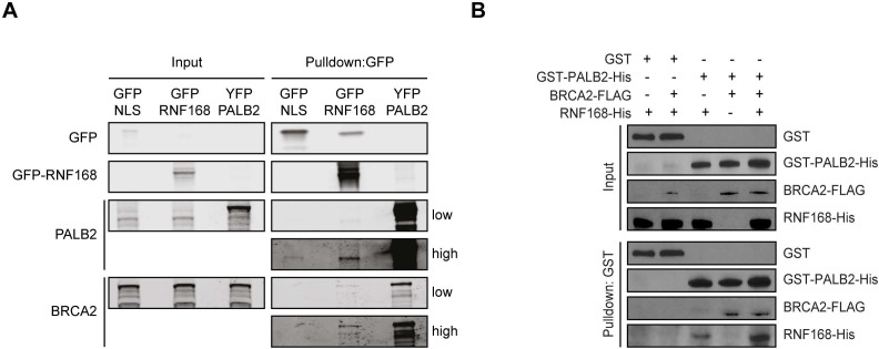 Figure 4—figure supplement 1.