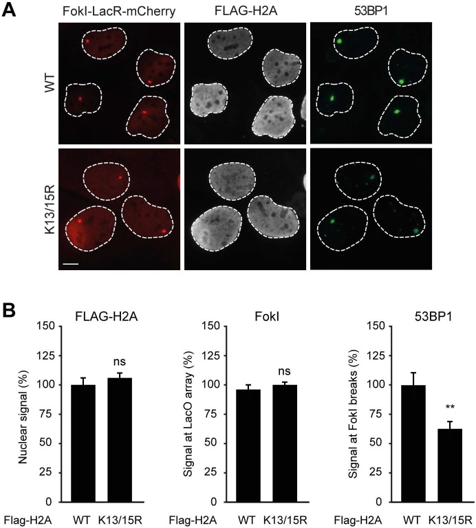 Figure 7—figure supplement 2.