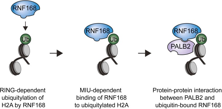 Figure 7—figure supplement 3.