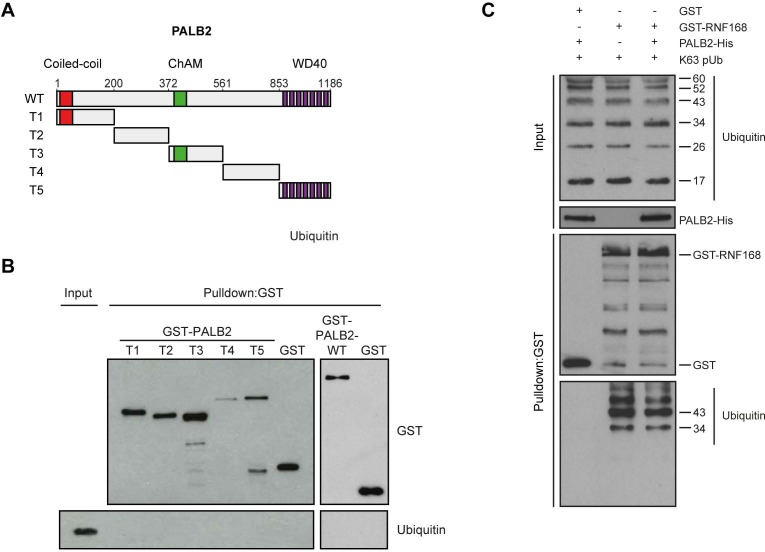 Figure 6—figure supplement 1.