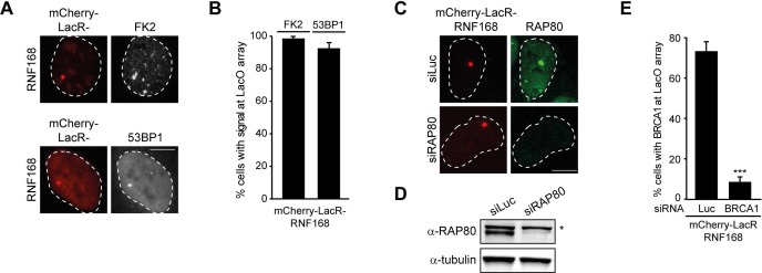 Figure 1—figure supplement 1.