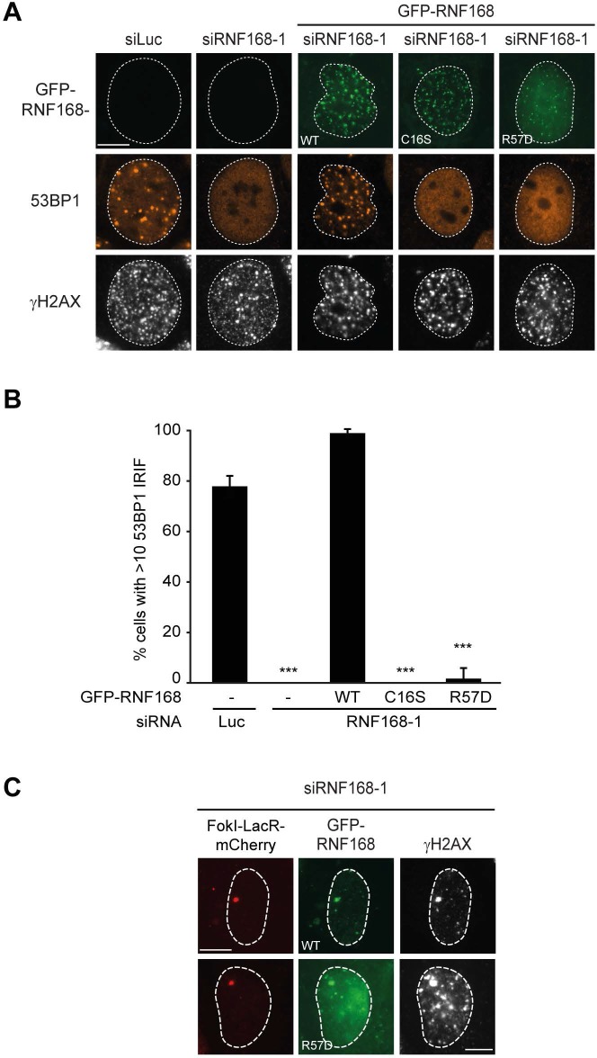 Figure 7—figure supplement 1.