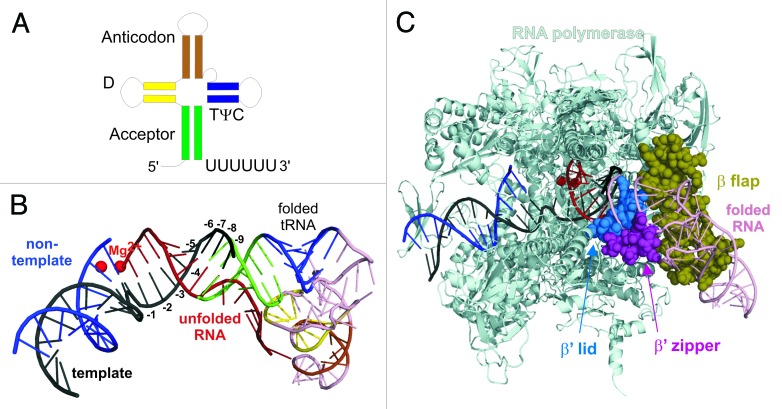 graphic file with name rna-11-295-g1.jpg