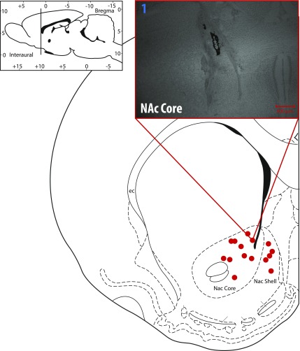 Fig. 7.