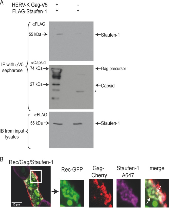 Fig 6