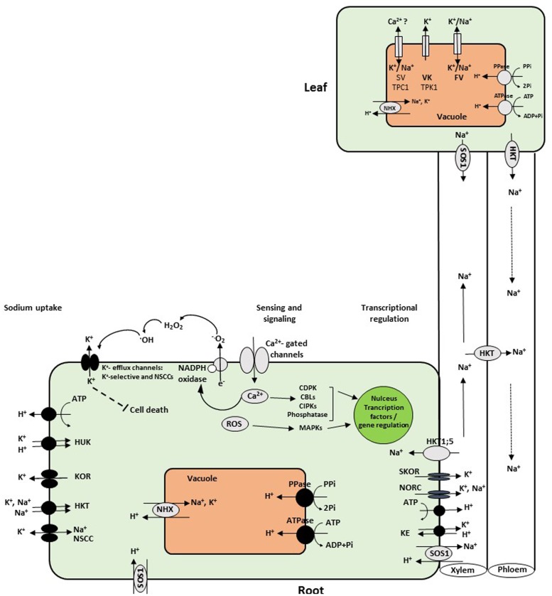 FIGURE 1